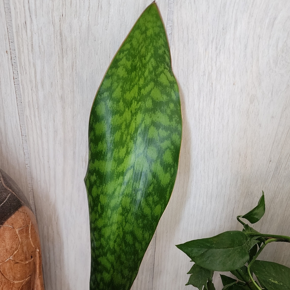 Sansevieria Whale Fin